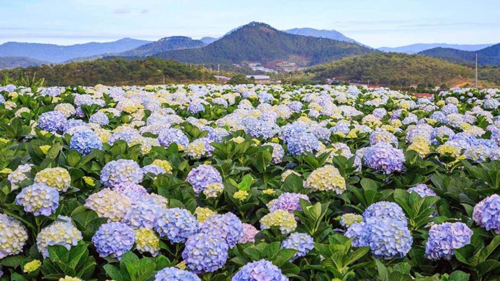 dalat new year vietnam