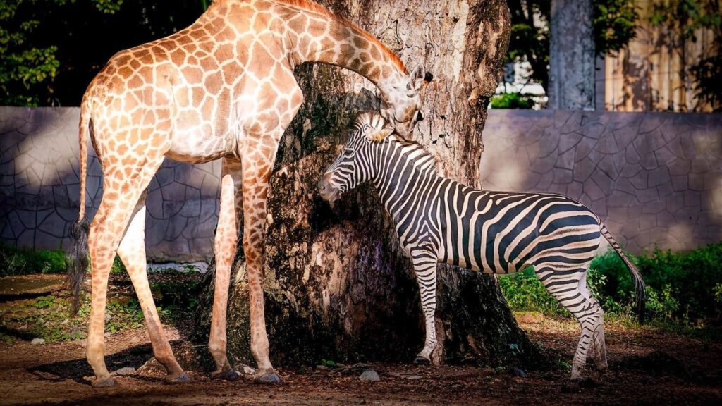 thao cam vien ho chi minh city